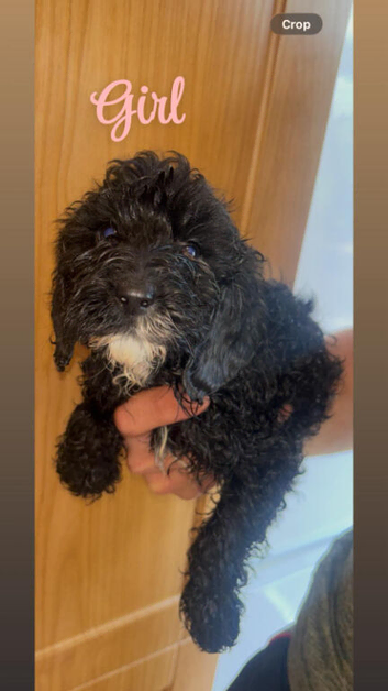Beautiful cockapoo puppys