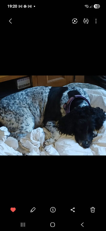 9YR OLD SPRINGER SPANIEL LOOKING FOR NEW HOME