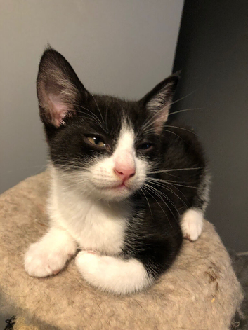 11 weeks old Tuxedo Kitten (male)