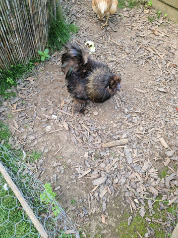 handsome black silkie cockerel