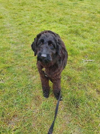 Jemi - six-year-old medium Labradoodle seeking a rural home