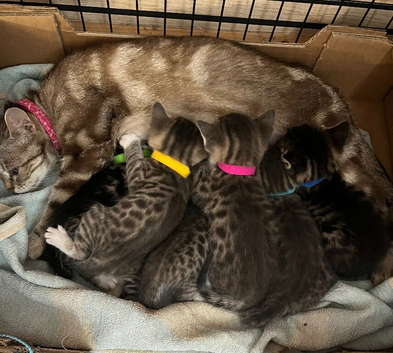 READY NOW. Bengal cross kittens