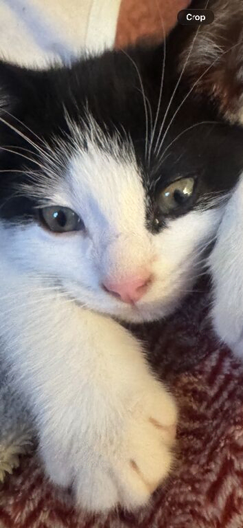 Cute male kitten