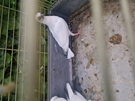 Varying Pigeons