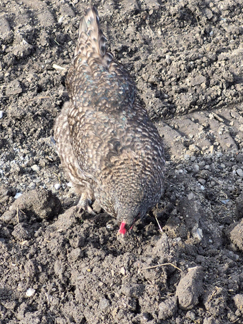 Chicken and 1 cock