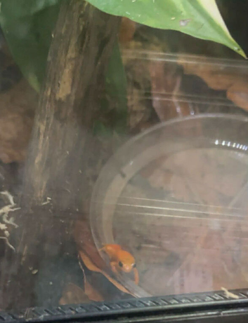 Golden mantella