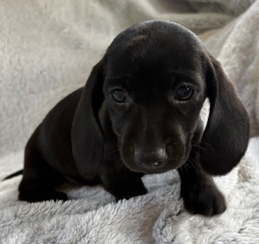 Miniature dachshund