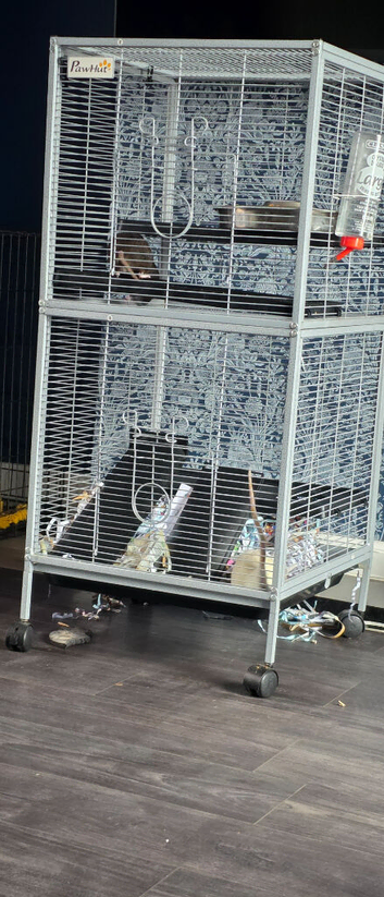 Two male rats