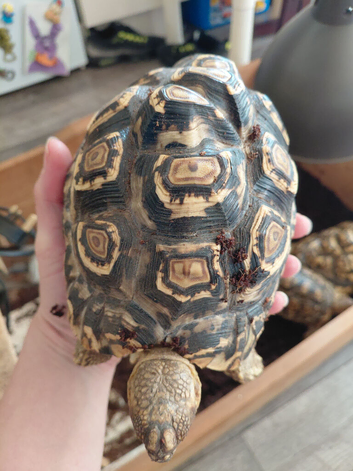 4x leopard tortoise