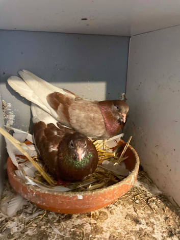 roller pigeons