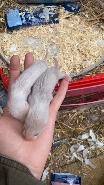 ferret kits