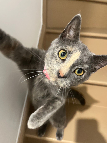 1 year old cat