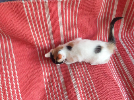Kittens for sale