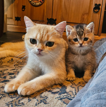 Golden shaded and spotted British shorthair