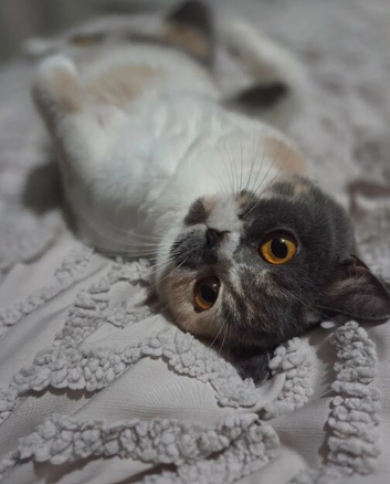 Gccf registered British shorthair kittens