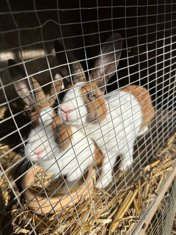 Baby Dutch Bunnies 9 Weeks old