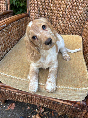 Royal Kennel Club Registered Cocker Spaniels