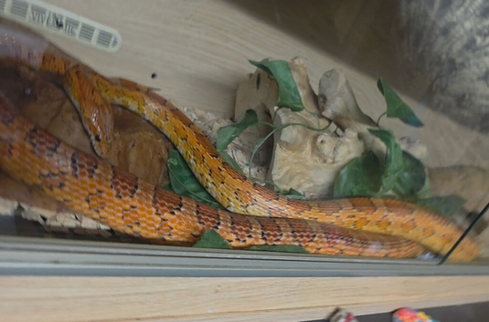 Freindy Corn snake