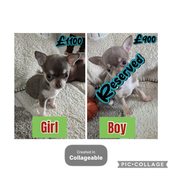 Last two Beautiful puppy chihuahuas