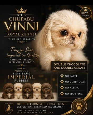 Imperial tiny boy