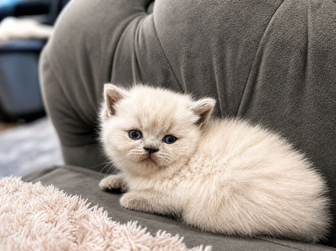 British Shorthair kittens for Sale
