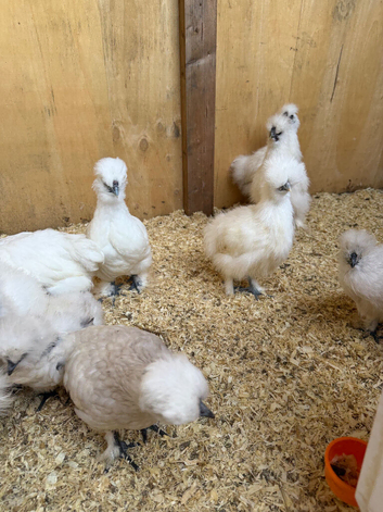 Silkie chicks