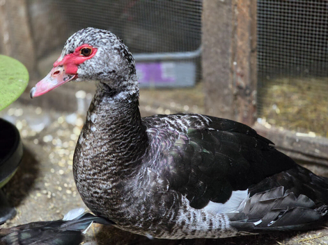 Muscovy trio or pairs