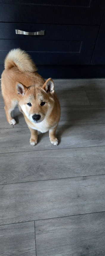 Gorgeous Shibas