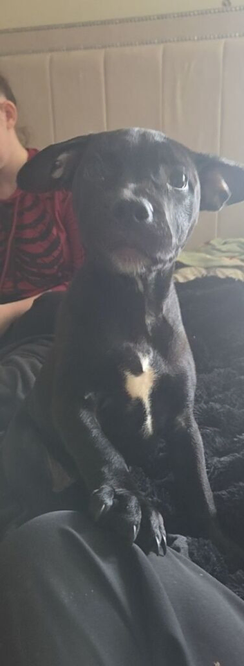 1 female staffy cross freach bull dog