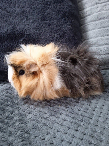 2 Guinea pig girls