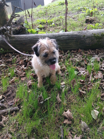 Border terrier bitch 4/5 years old.