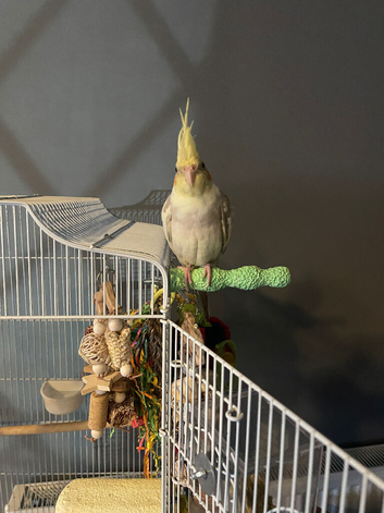 Gorgeous Cockatiel silly tame