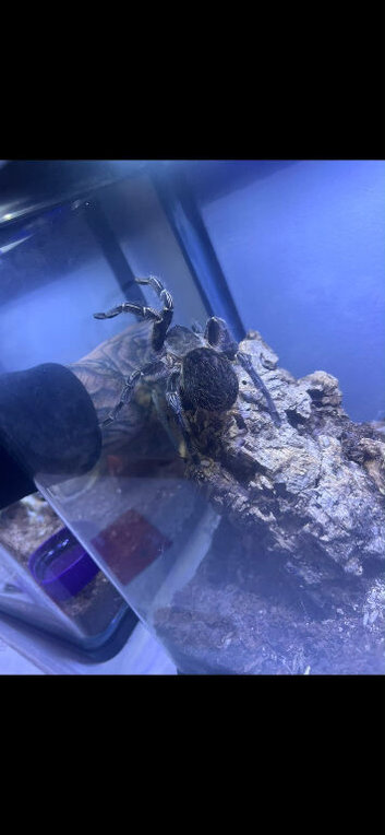 Costa Rican Zebra Tarantula  (Striped knee Tarantula)