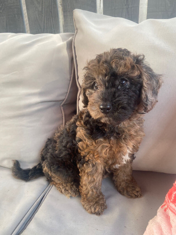 Cockapoo girl puppies ready now