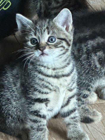 2 female kittens available