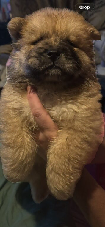 Fawn Merle chow chow and white female