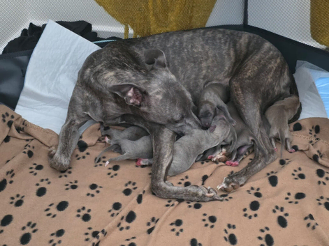 Stunning wiggy puppies