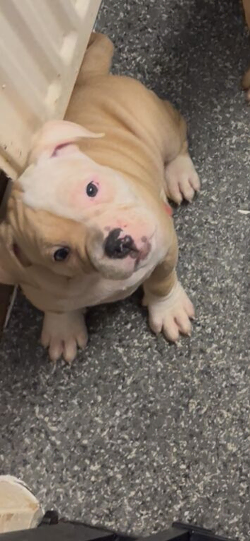 2 female pups ready to go