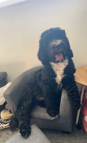 Looking to rehome