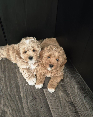.️ Stunning F1 Maltipoo Puppy &ndash; Ready for His Forever Home