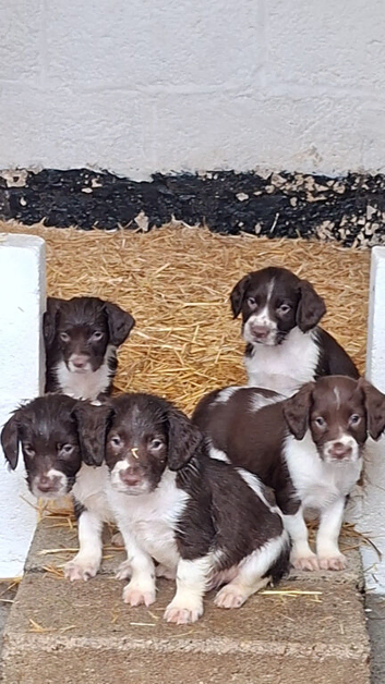 English Springer Spaniel Puppies
