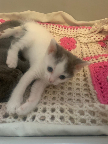 2 kittens
