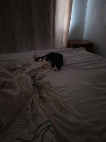 Kitten for sale