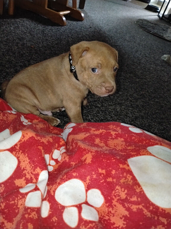 Puppy