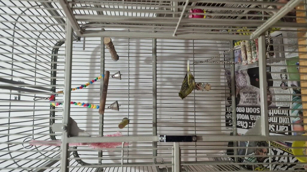 Canary bird with cage