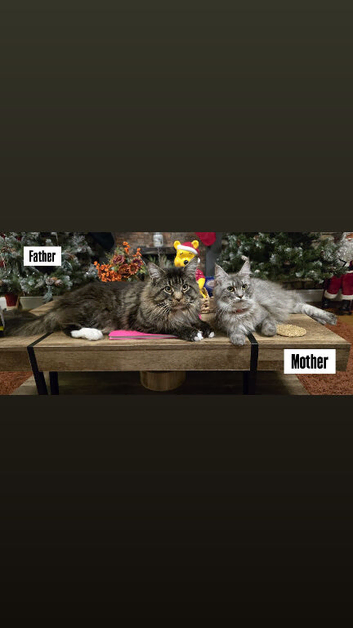 6 Healthy Little Maine Coons