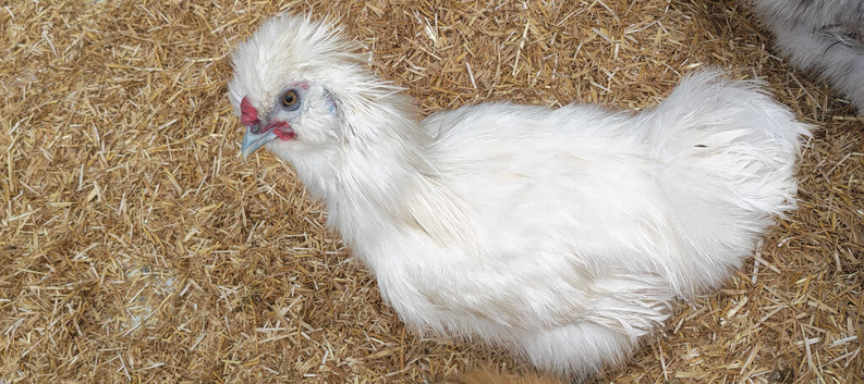 Silkie rooster