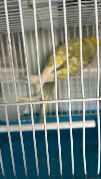 Adult budgie