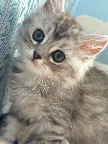 Stunning kittens ready now