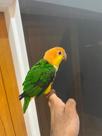 Friendly Baby HandReared Super Tame Cuddly Caique Parrot